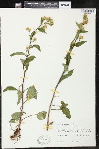 Solidago macrophylla image