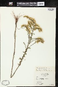 Solidago rigida image