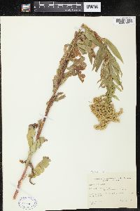 Solidago lepida image