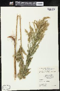 Solidago canadensis var. hargeri image