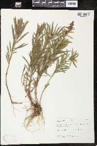 Solidago tortifolia image