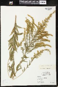 Solidago tortifolia image