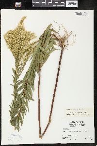 Solidago tortifolia image