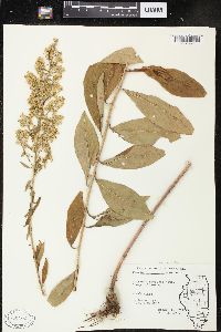 Solidago speciosa image