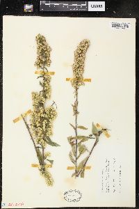 Solidago speciosa image