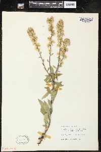 Solidago speciosa image