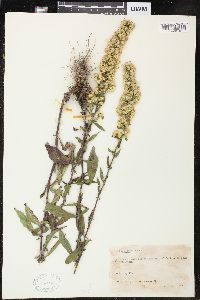 Solidago speciosa image