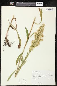 Solidago speciosa image