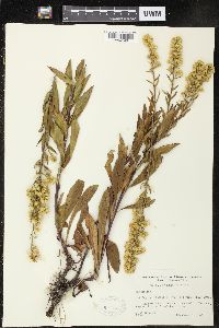 Solidago simplex image