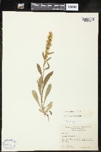 Solidago spathulata image