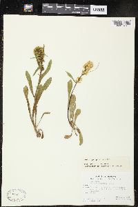 Solidago spathulata image