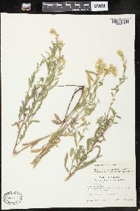 Solidago velutina image