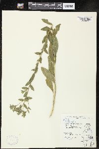 Solidago rigida image