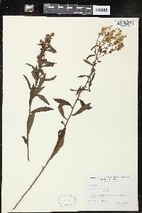 Solidago puberula image