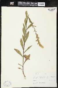 Solidago puberula image