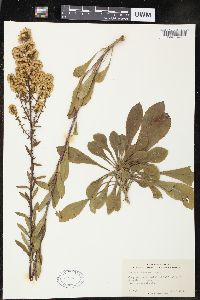 Solidago puberula image