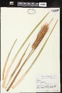 Typha angustifolia image