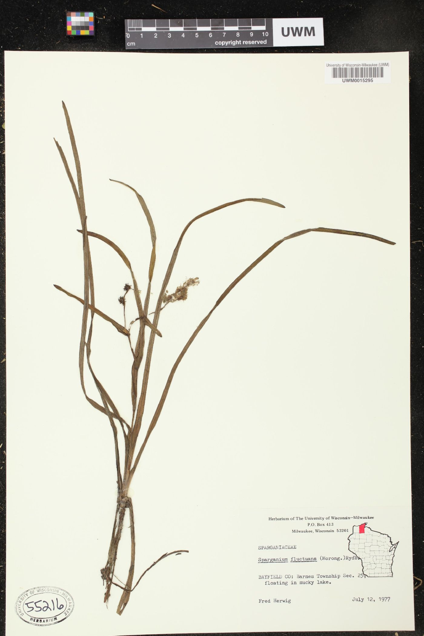 Sparganium fluctuans image