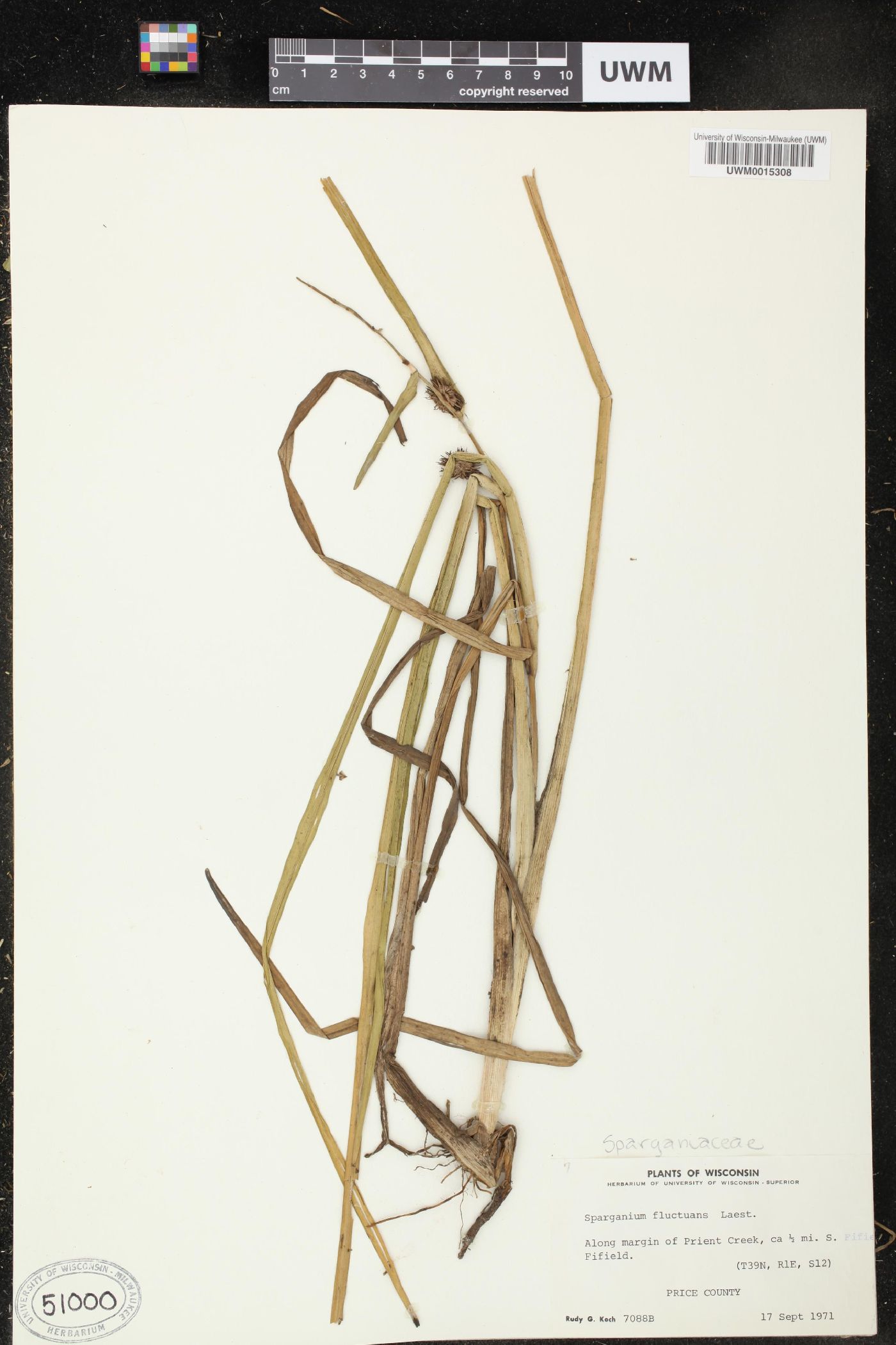 Sparganium fluctuans image