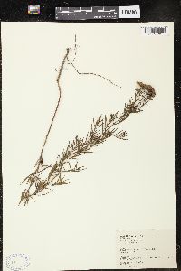 Solidago minor image