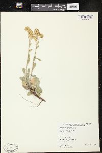 Solidago mollis image