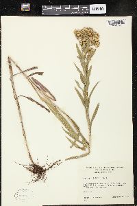 Solidago riddellii image