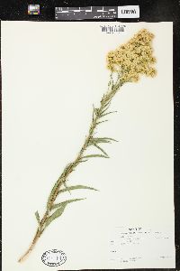 Solidago spectabilis image