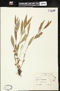 Polygonum setaceum image