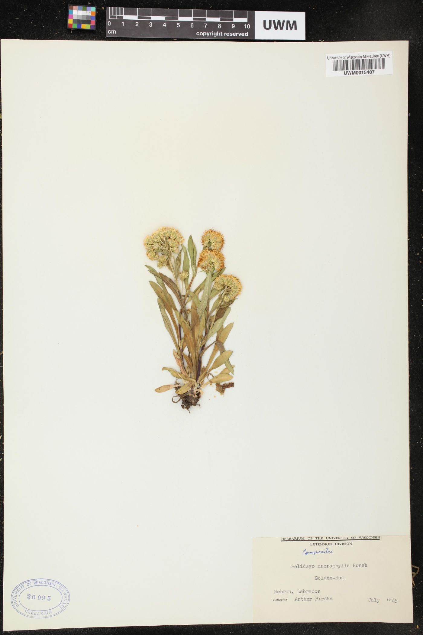 Solidago macrophylla image