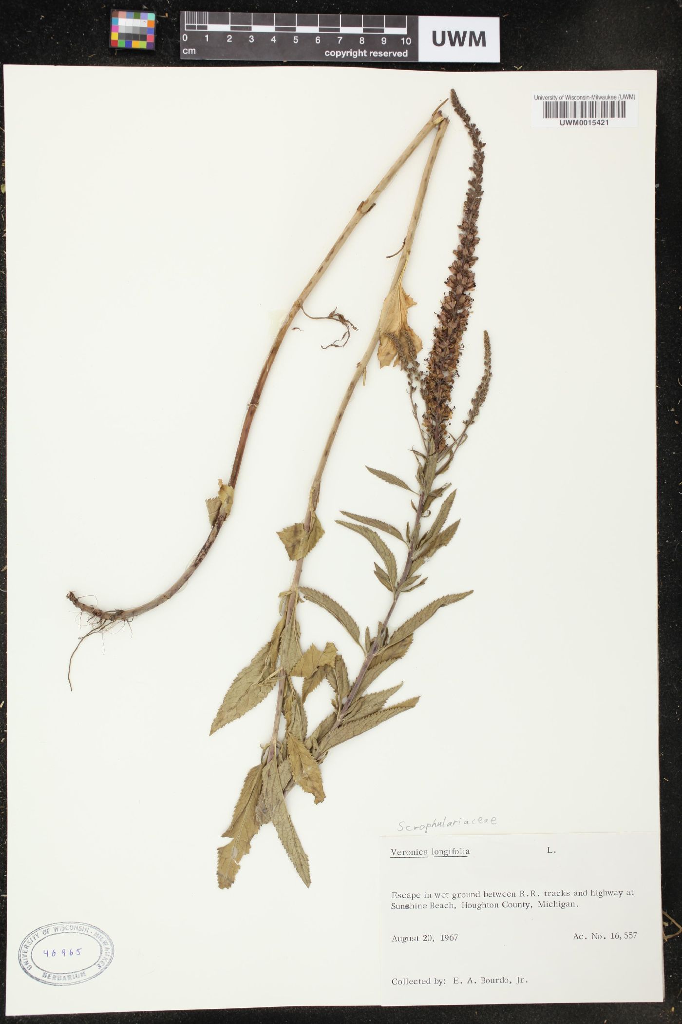 Veronica longifolia image