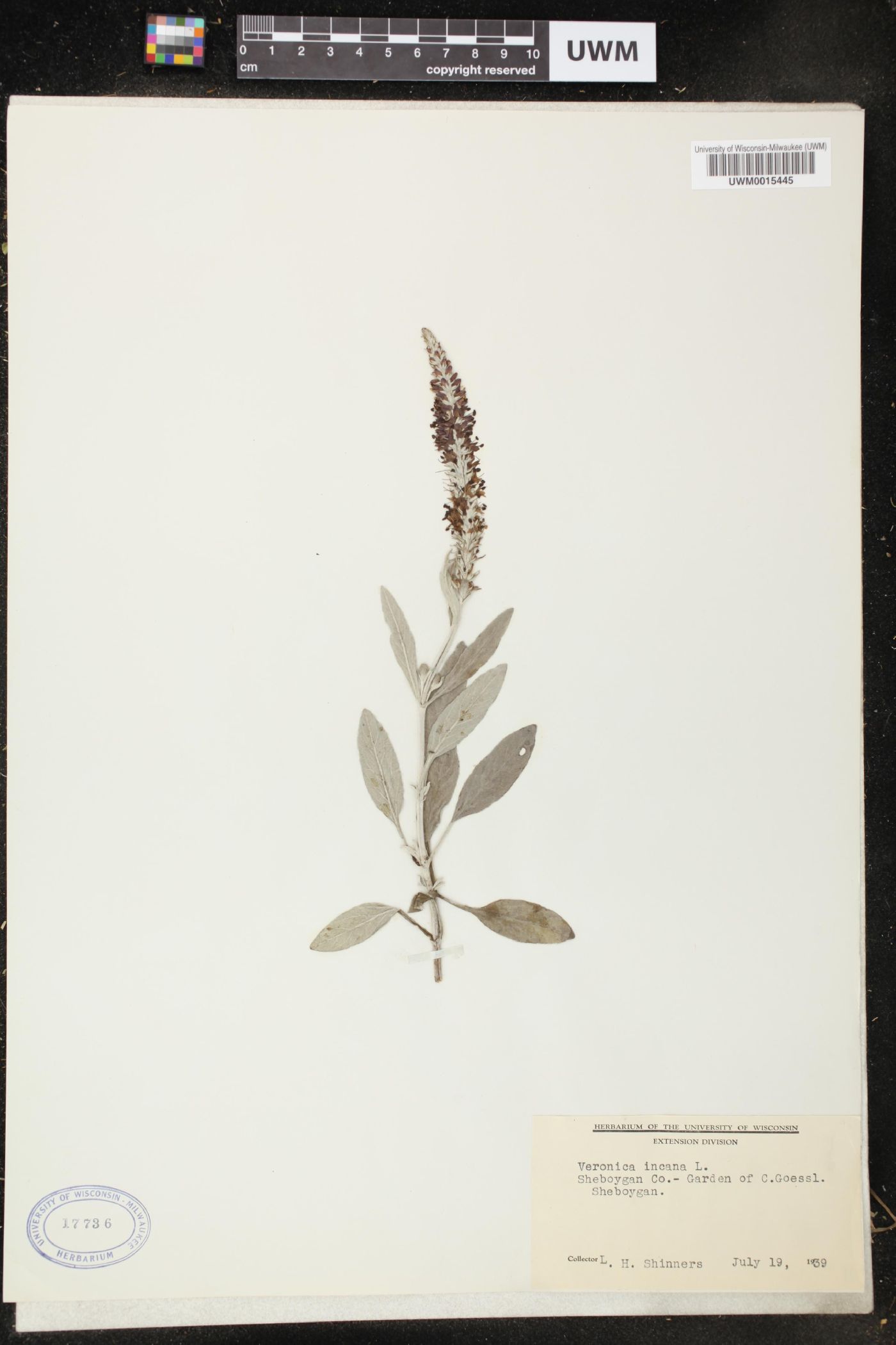Veronica incana image