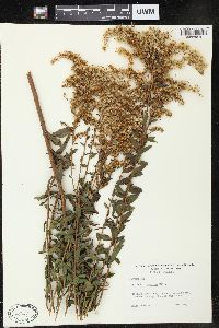 Solidago fistulosa image