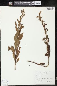 Solidago erecta image