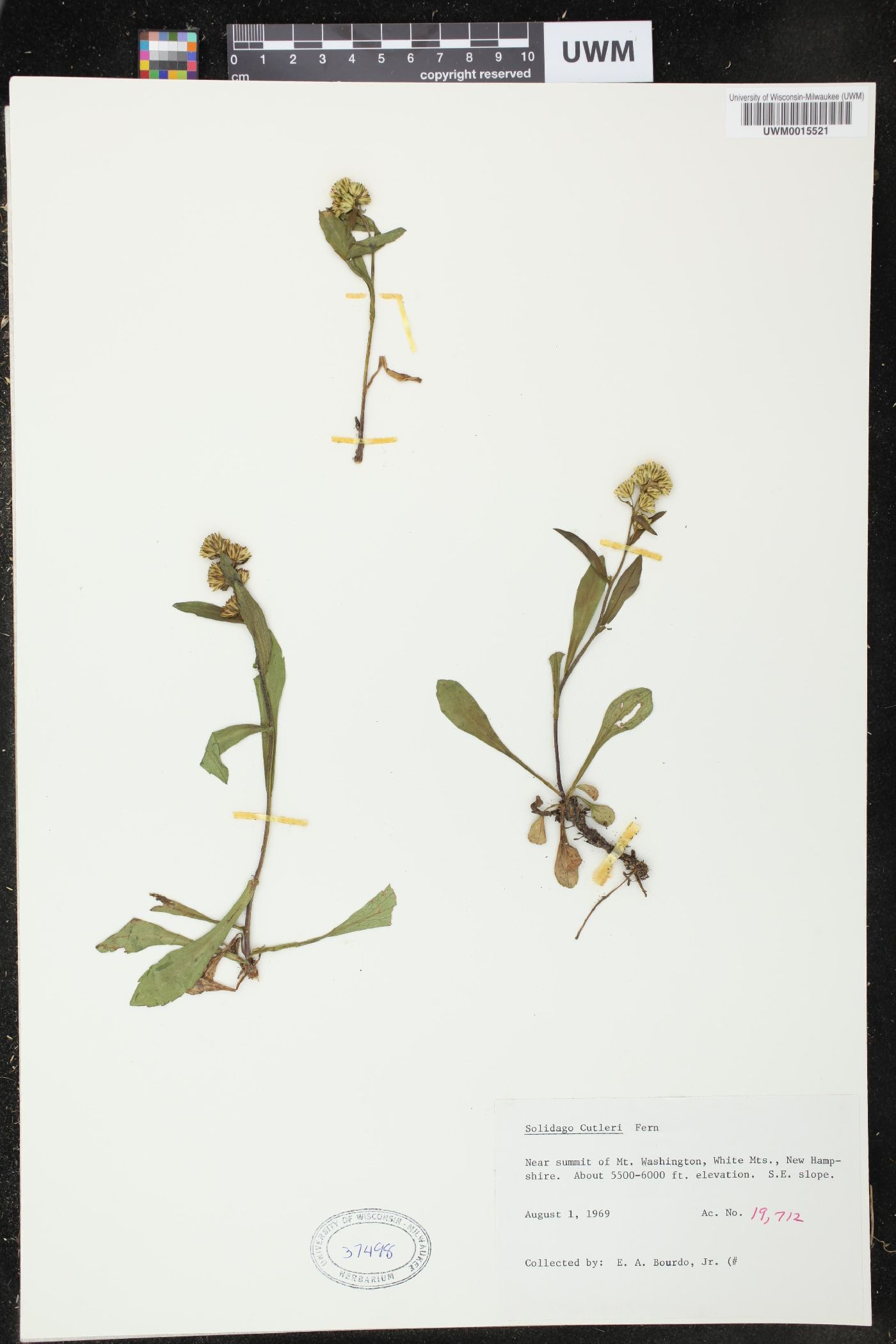 Solidago cutleri image