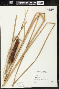 Typha angustifolia image