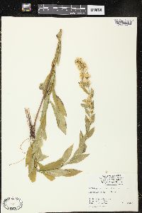 Solidago petiolaris image