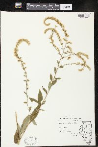 Solidago petiolaris image