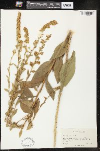 Solidago patula image