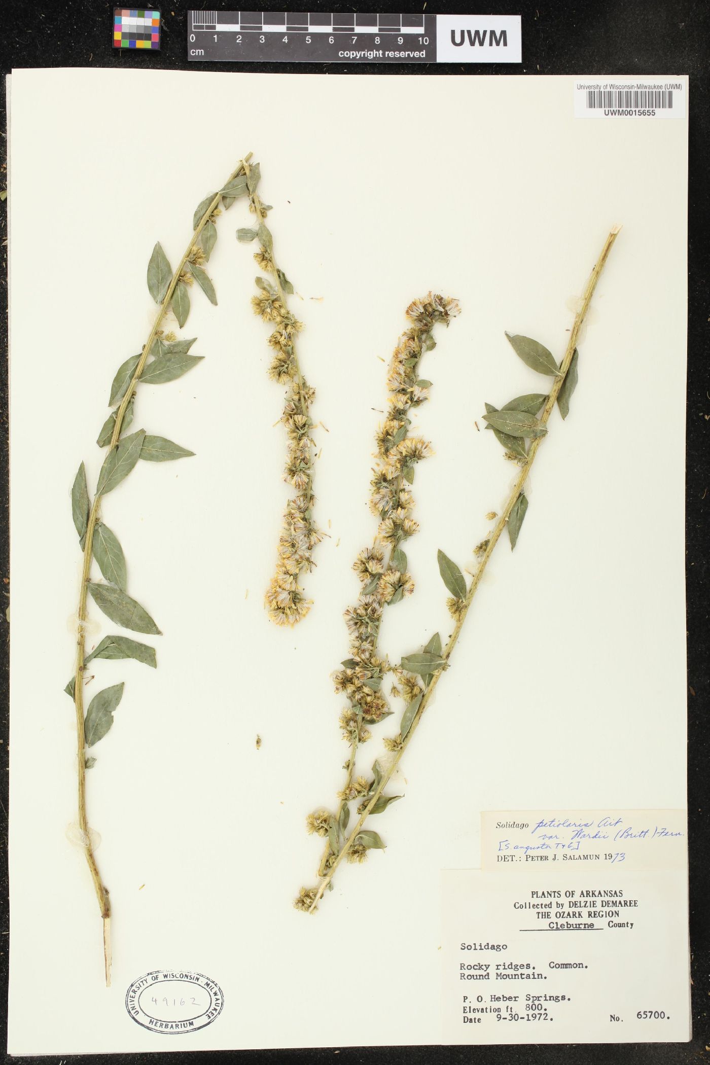 Solidago petiolaris var. wardii image