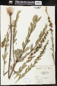 Solidago petiolaris image