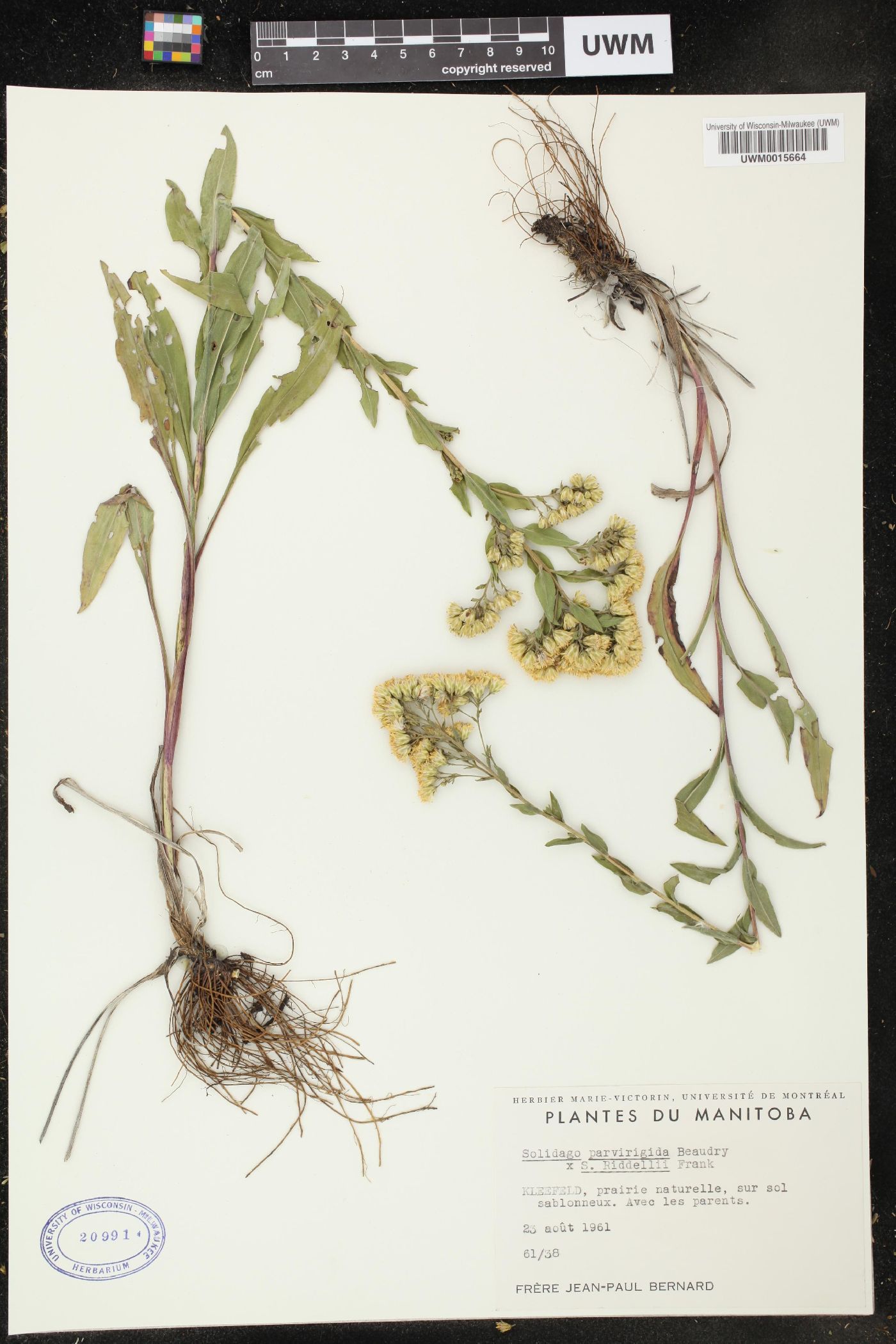 Solidago parvirigida image