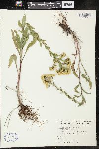 Image of Solidago parvirigida