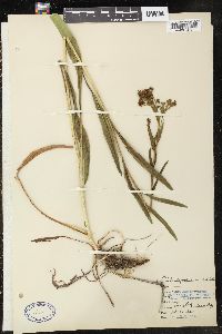 Solidago ohioensis image