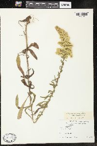 Solidago nemoralis var. nemoralis image