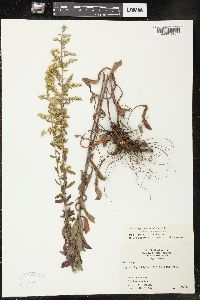 Solidago nemoralis var. nemoralis image