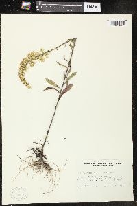 Solidago nemoralis var. nemoralis image