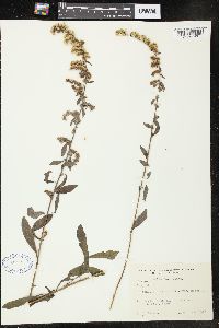 Solidago nemoralis var. nemoralis image