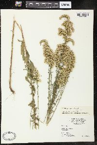 Solidago nemoralis var. nemoralis image