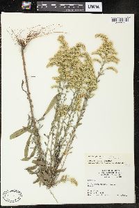 Solidago nemoralis var. nemoralis image