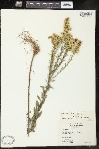 Solidago nemoralis var. nemoralis image